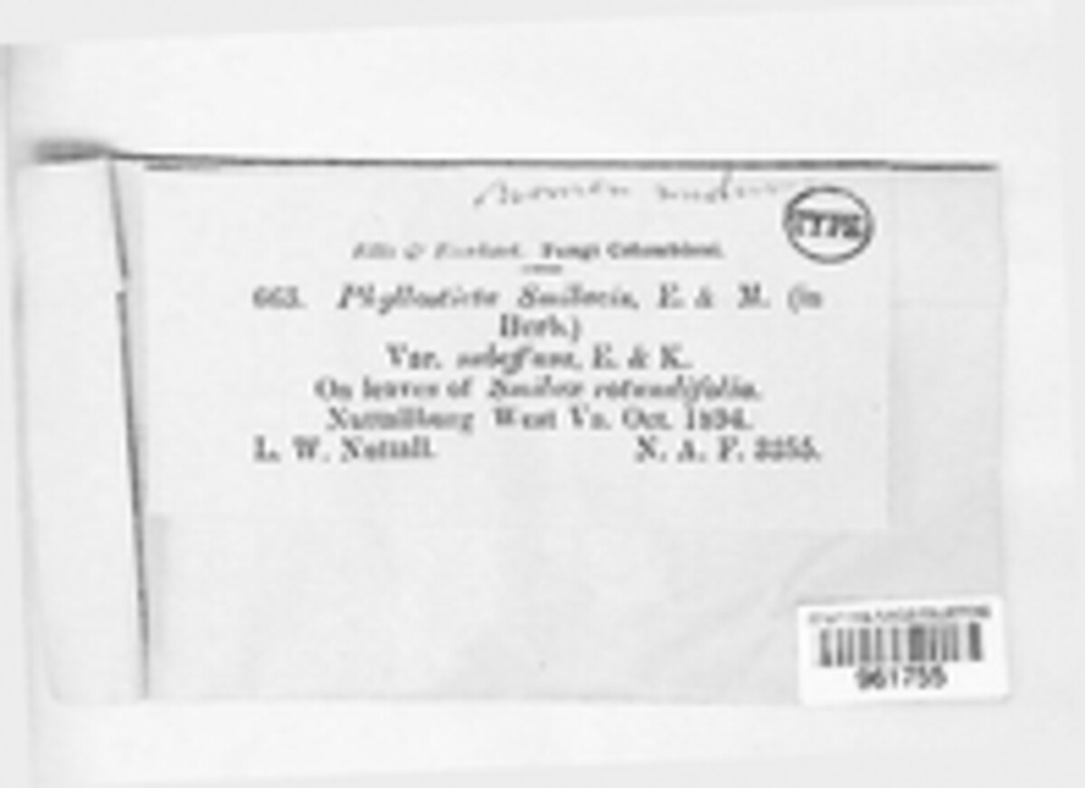 Phyllosticta subeffusa image